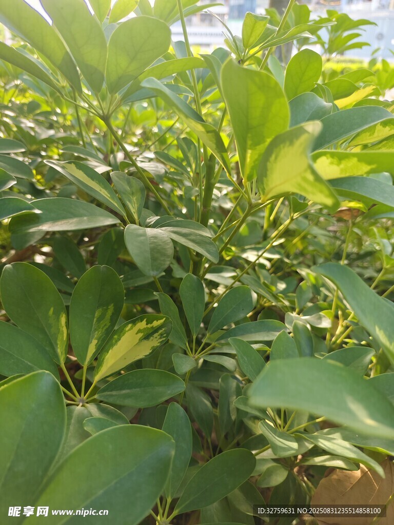 绿叶繁茂的植物景观