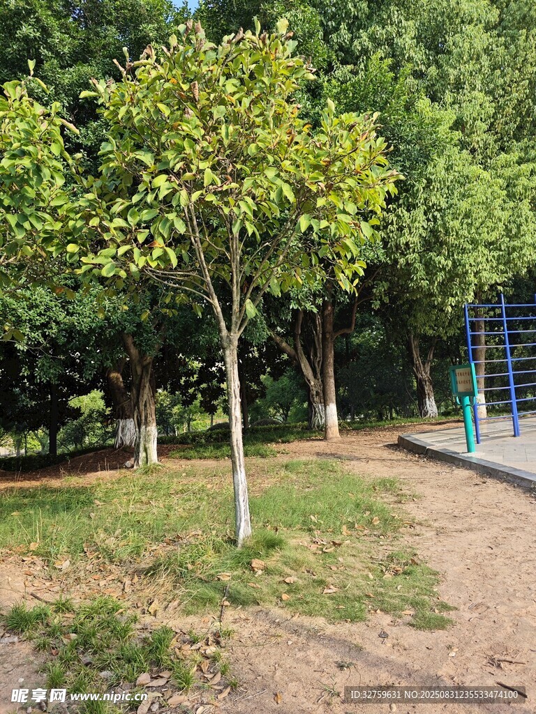 户外绿树环绕的休闲场地