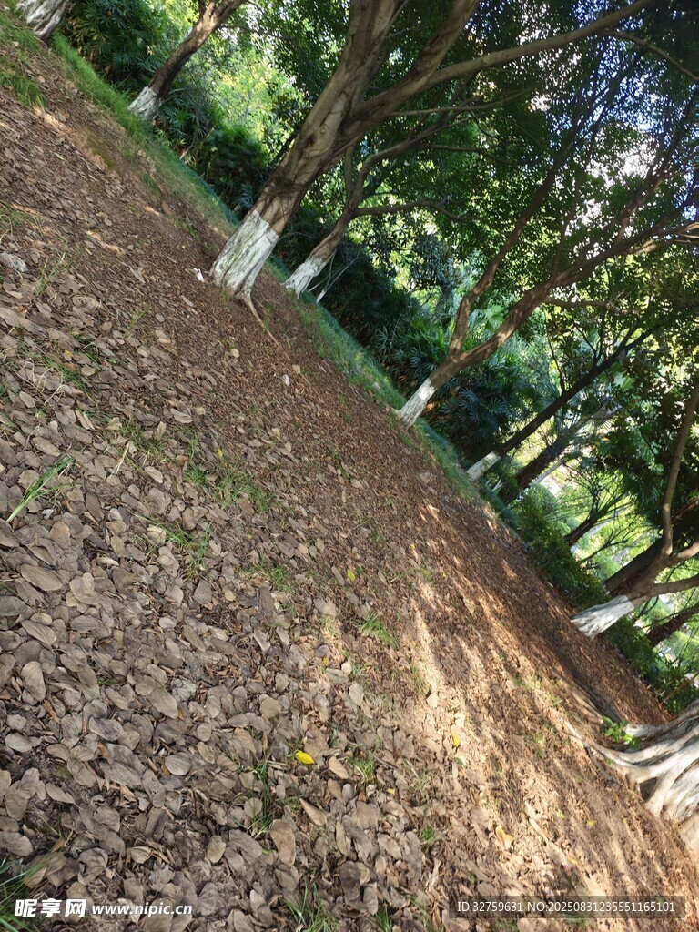 林间落叶场景