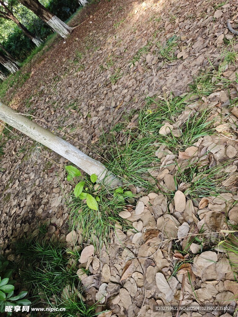 地面绿植与碎石场景