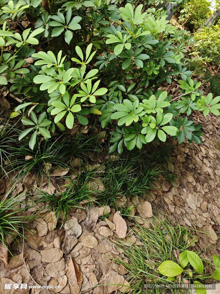 石缝间的翠绿植物
