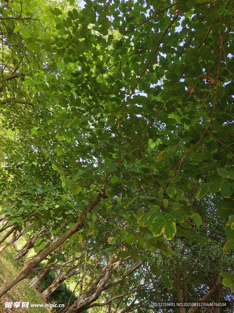 仰视葱郁树林