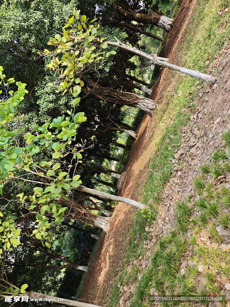 林间蜿蜒小径