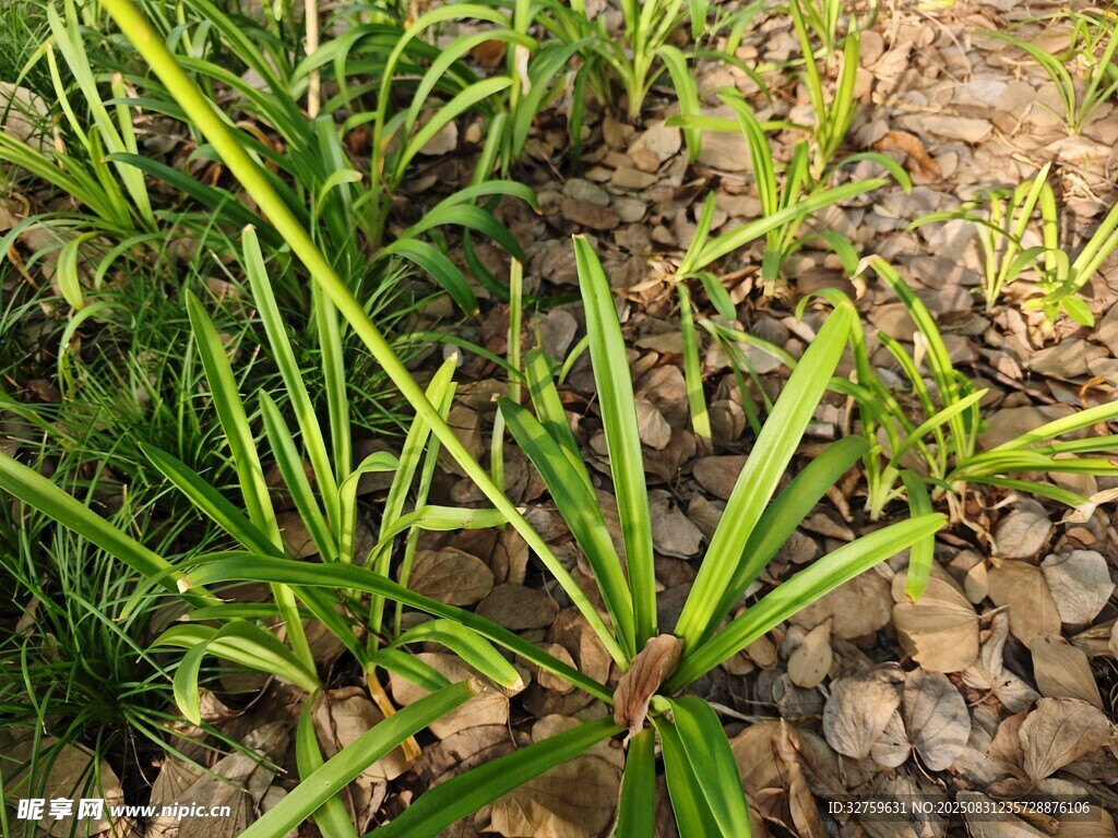 翠绿丛生植物近景