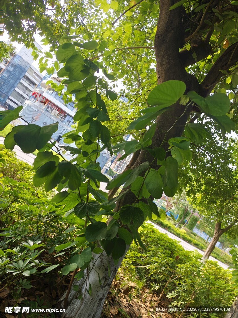 绿叶繁茂的树木景观