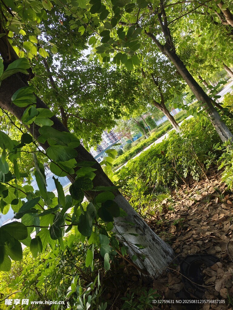 林间绿意盎然的自然景象