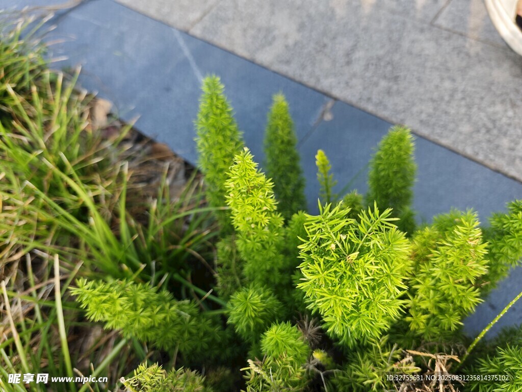 翠绿植物生机盎然