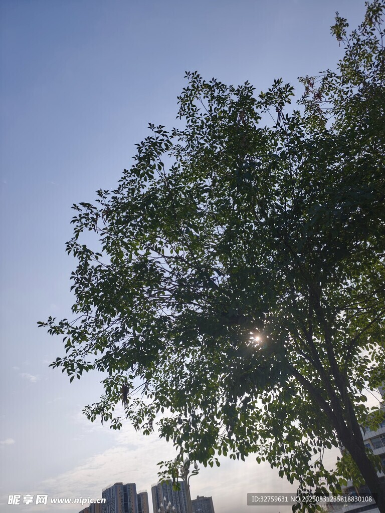 阳光下的绿树与城市天际