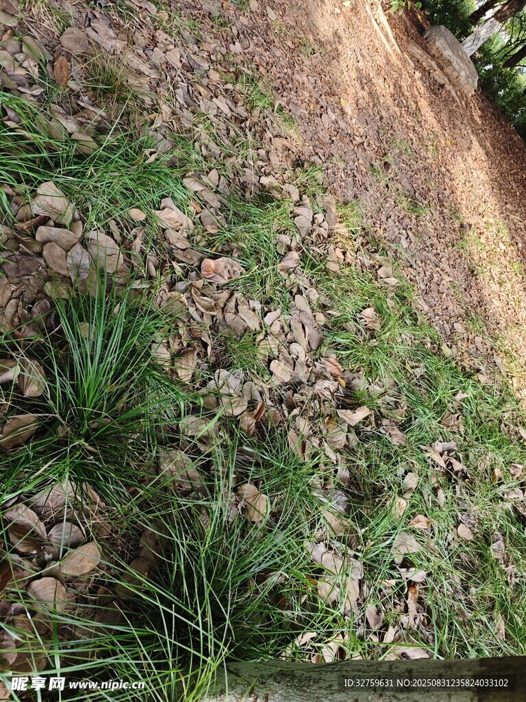 地面繁茂绿植景观