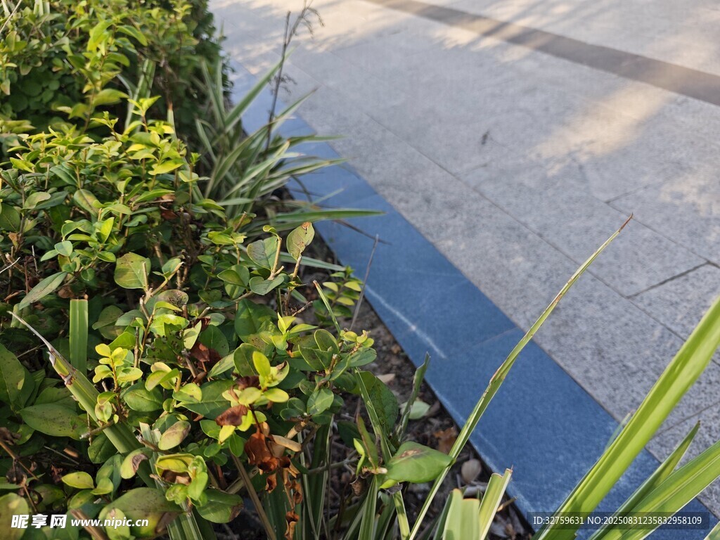 路边绿植景观