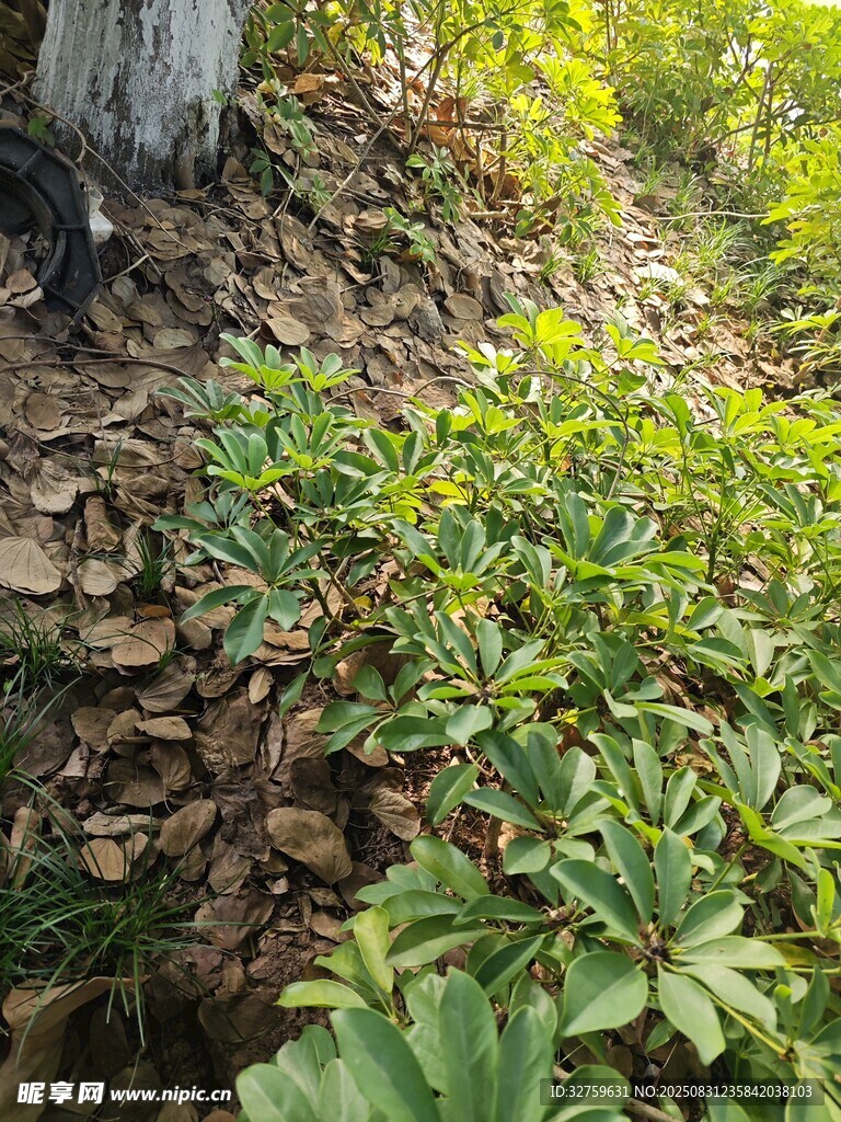石墙边繁茂的绿植景观
