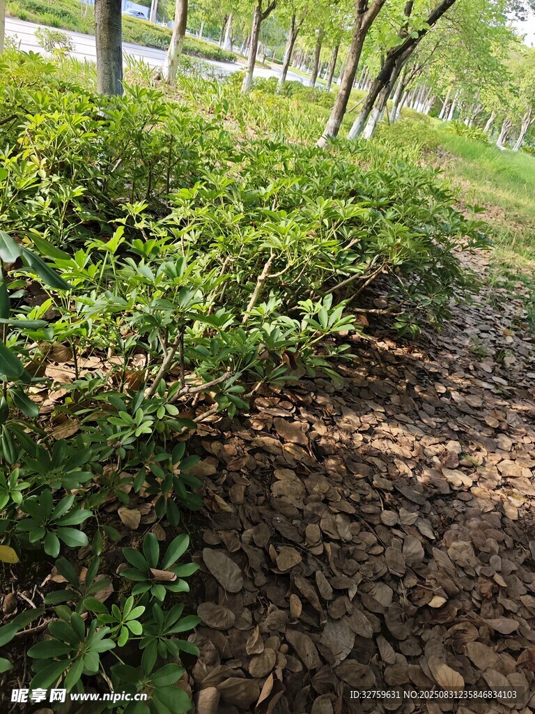 绿意盎然的公园小径