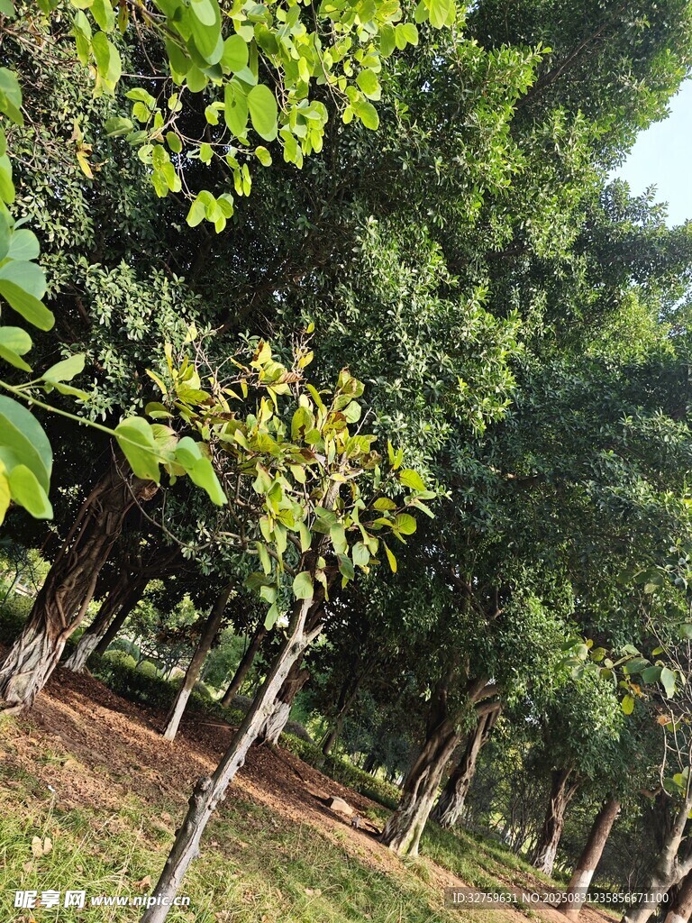 林间绿意盎然的树木景观