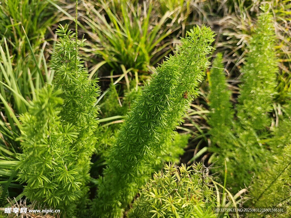 翠绿蕨类植物生机盎然