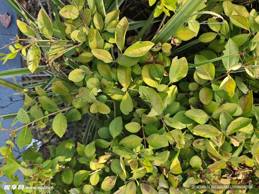 水中繁茂的绿色水生植物