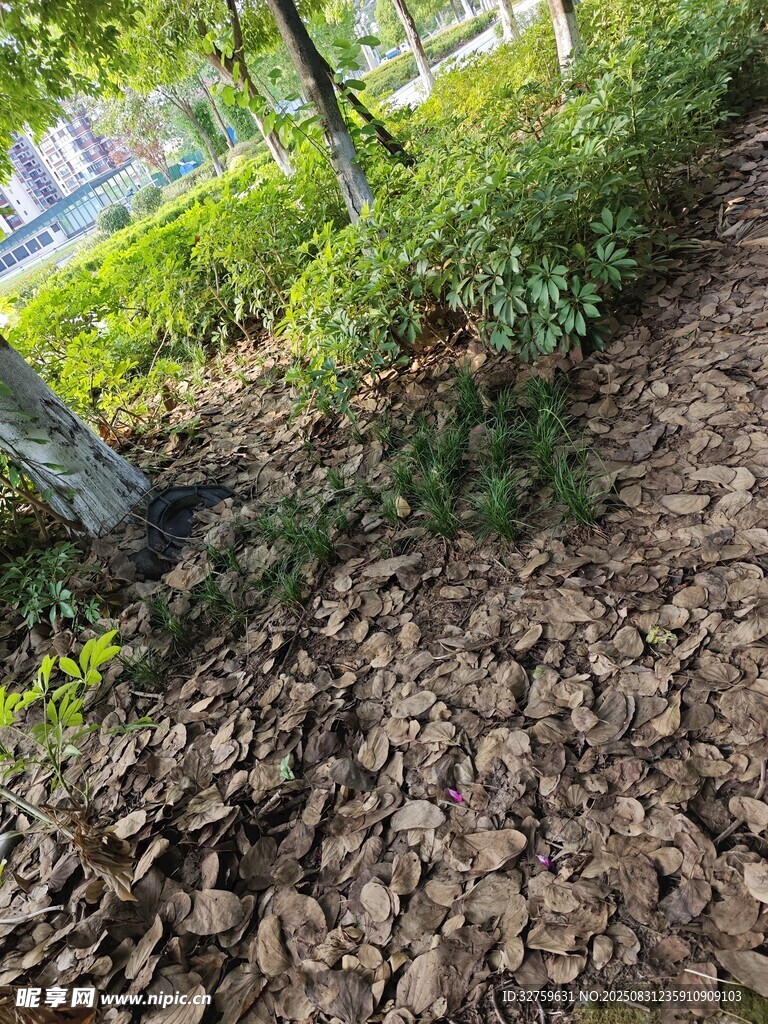 林间落叶与绿植景观