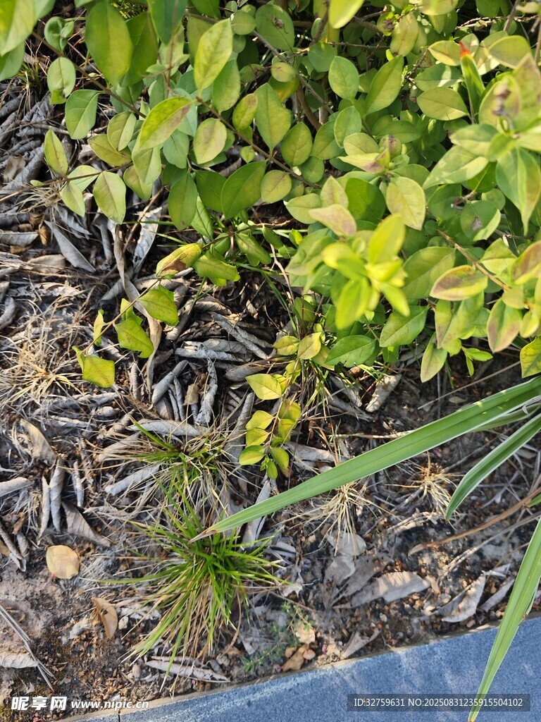 盆栽绿植下的枯叶景象