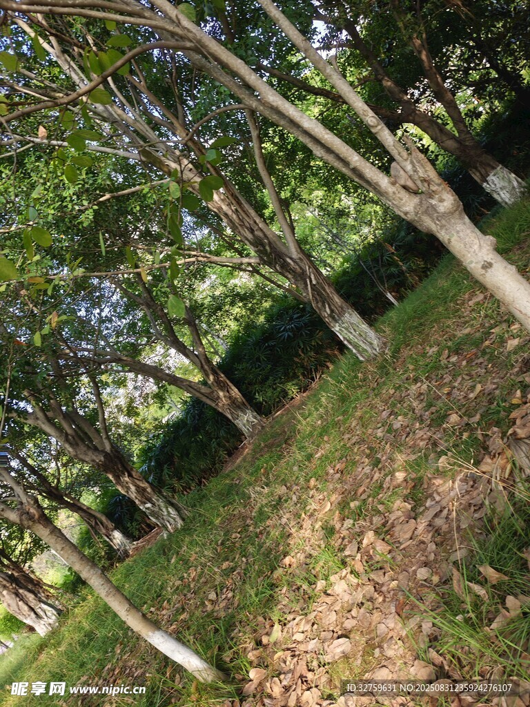 林间树木与斑驳光影