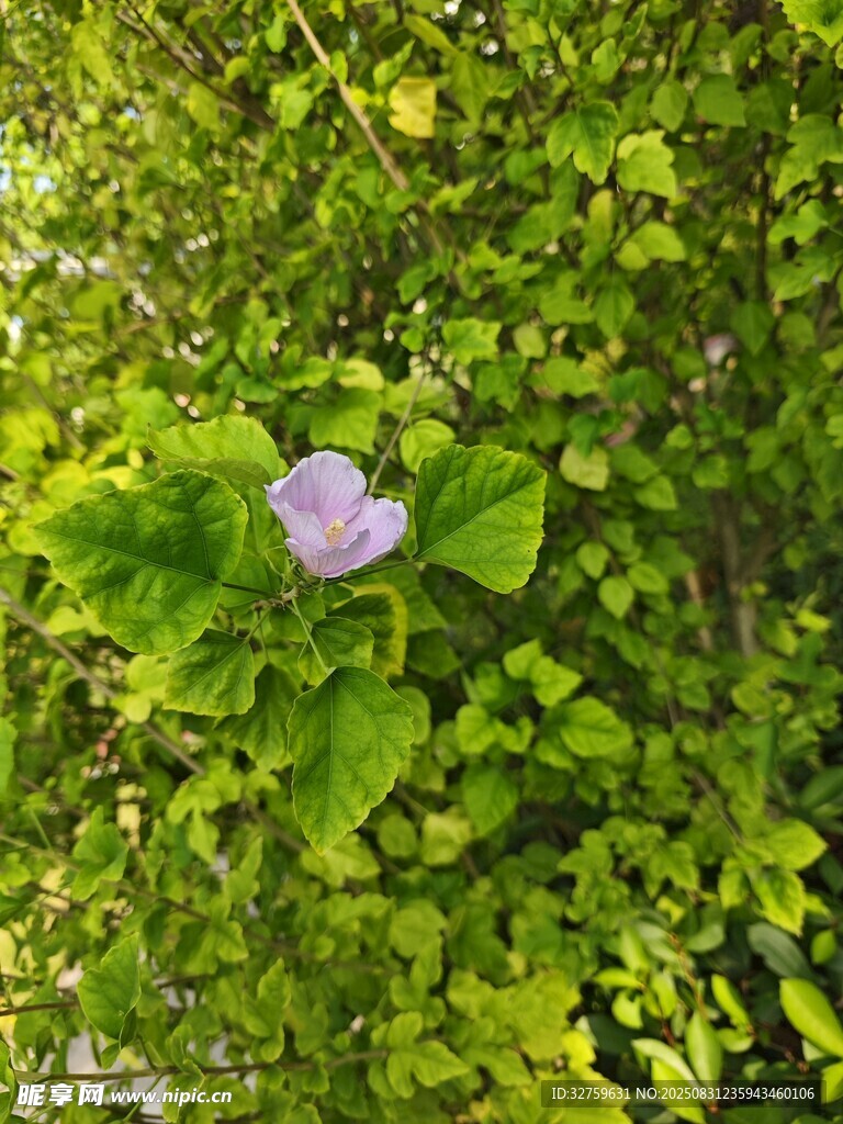 绿叶丛中的紫色小花