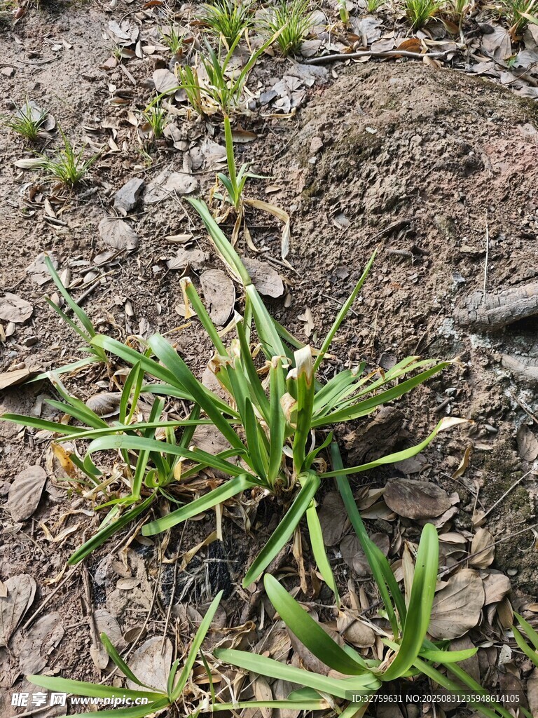 泥土中生长的嫩绿植物