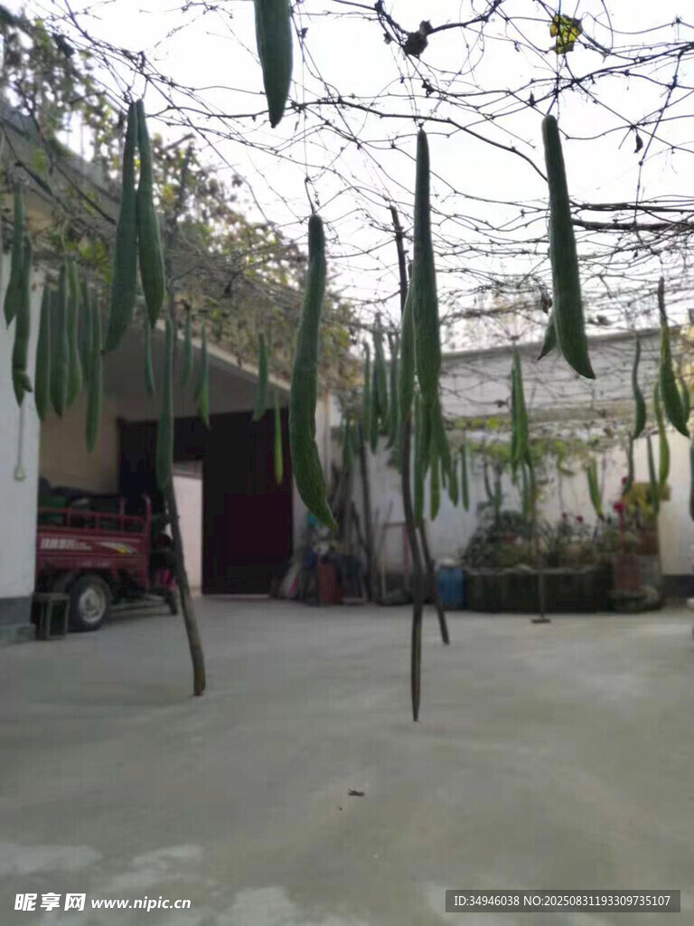 棚架下的丝瓜种植场景