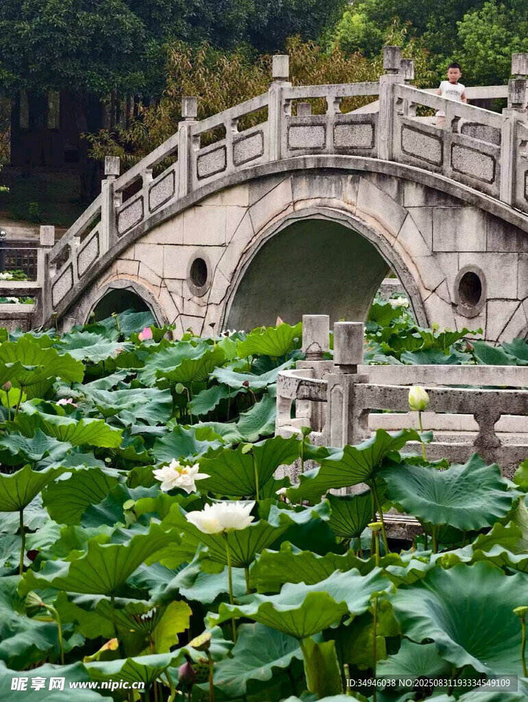 荷塘上的石拱桥美景