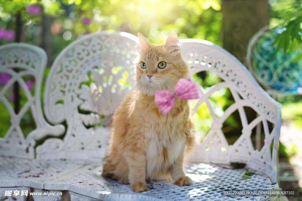 椅上萌猫系粉蝴蝶结