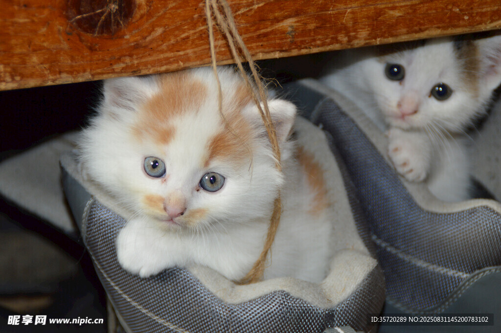 萌猫躲鞋中