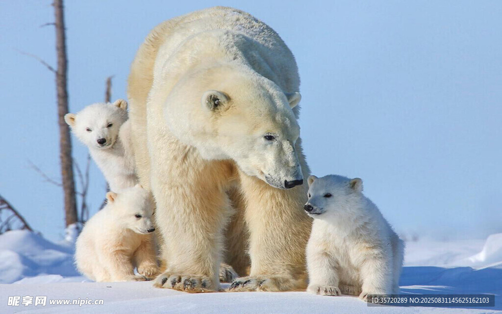北极熊母子雪地温馨画面