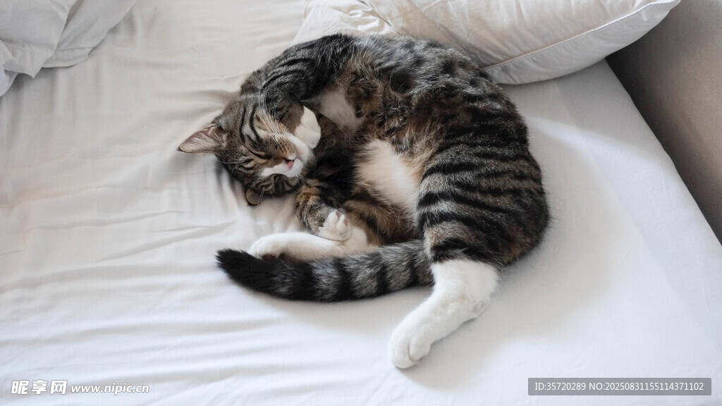 蜷卧床上的可爱条纹猫咪