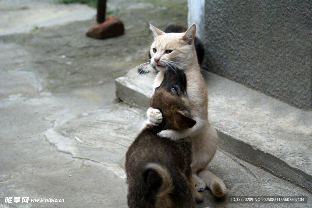 两只猫咪亲昵互动瞬间