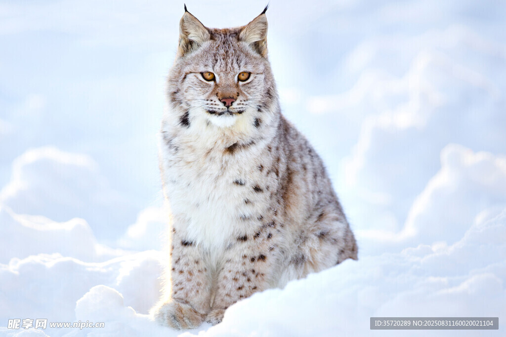 雪地中的山猫