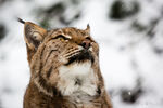 雪地中的山猫仰头神态