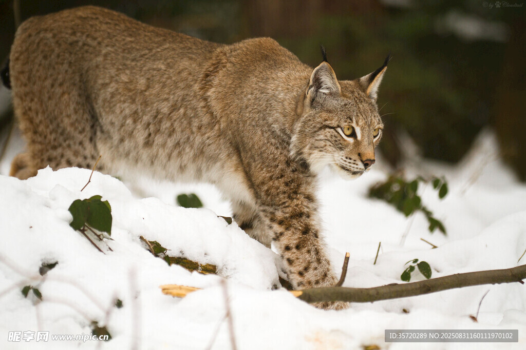 雪地中的山猫