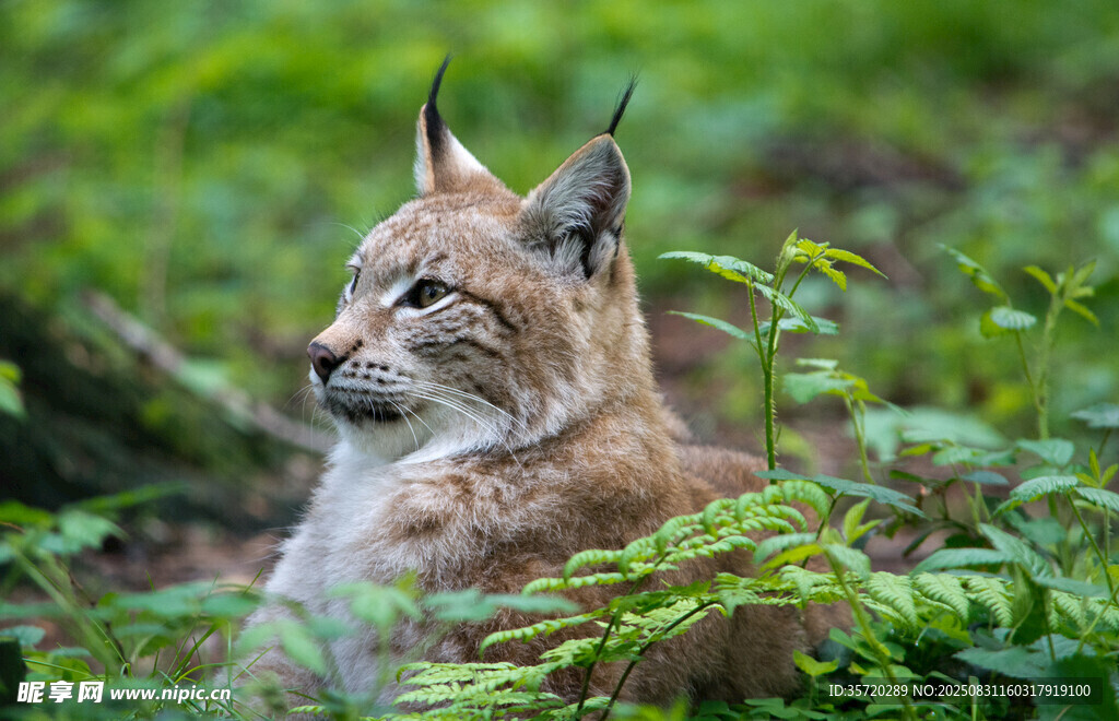 草丛中的山猫