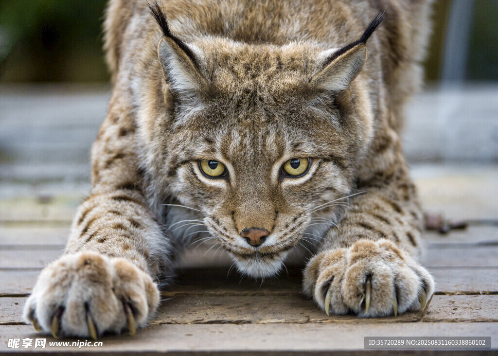 蹲伏的山猫