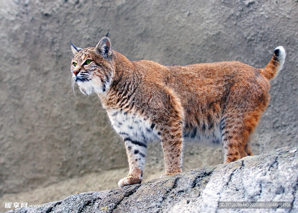 岩石上的山猫