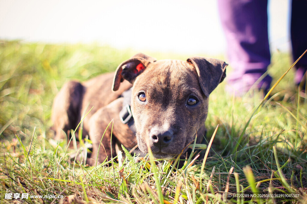 草地上的可爱幼犬