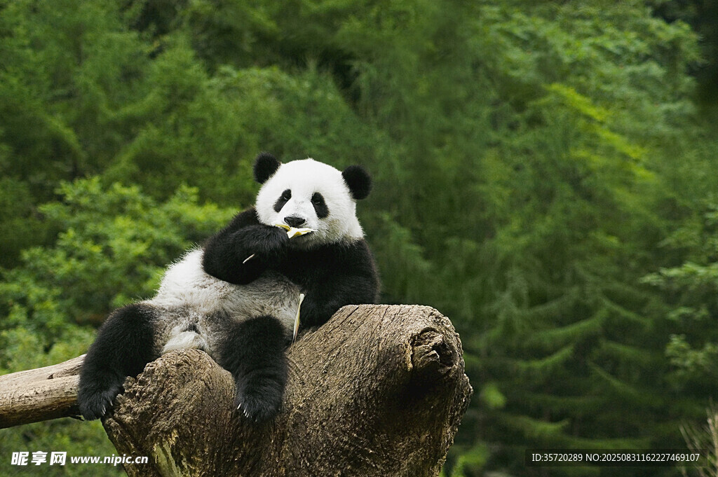憨态熊猫坐于木上赏景