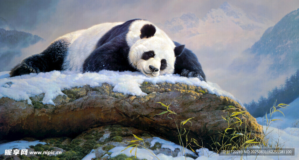 雪地中休憩的大熊猫