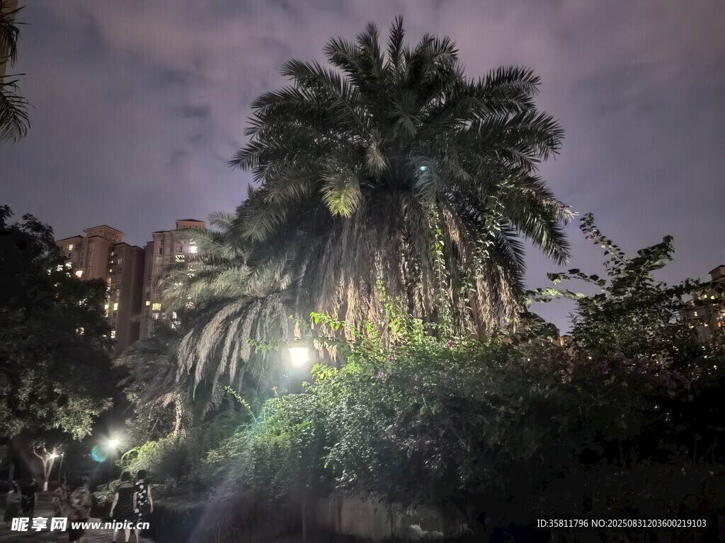 夜幕下的棕榈树与周边景致