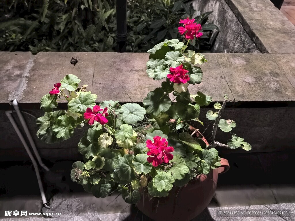 盆栽绽放艳丽花朵