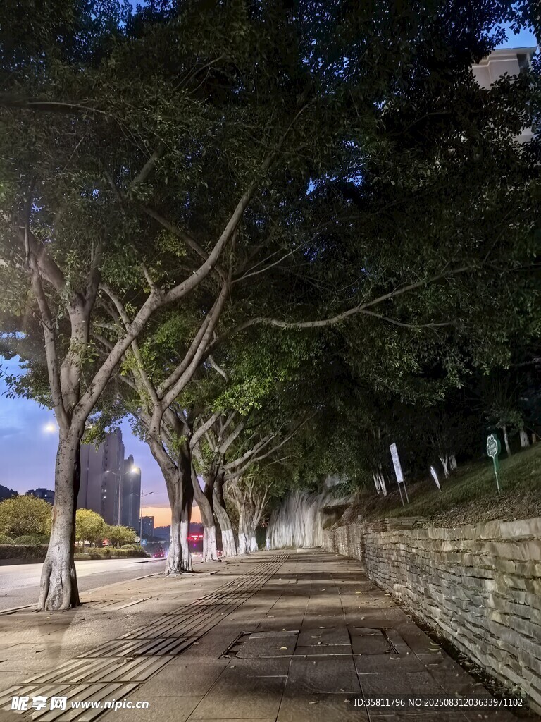 夜晚林荫步道静谧景象