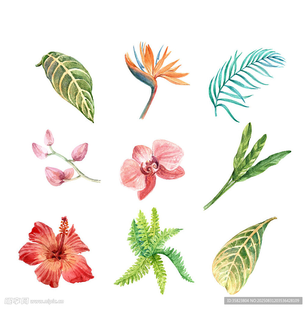 热带花卉与叶片插画素材