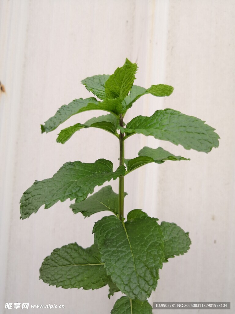 嫩绿薄荷植株特写
