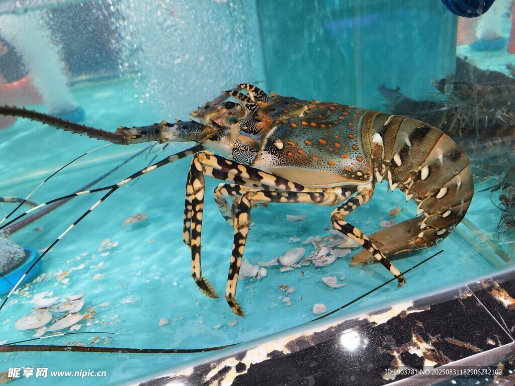 水族箱中的花纹龙虾