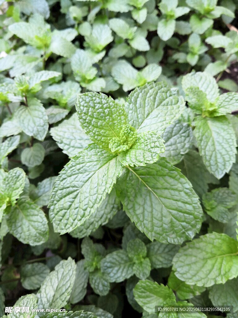 清新薄荷绿植特写