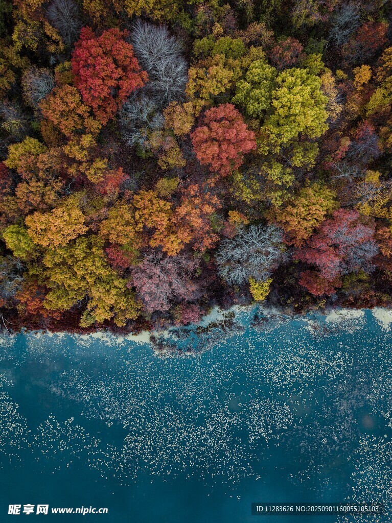 秋日湖畔多彩树林景观