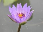 紫色睡莲绽放香水莲花