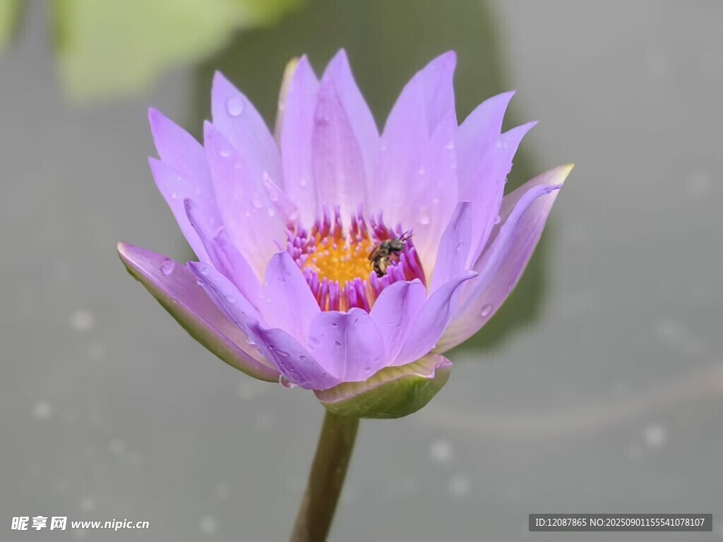 紫色睡莲绽放香水莲花